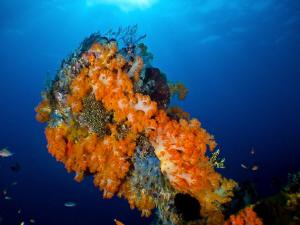 Komodo Reefs. Canon S90 by Stephen Holinski 